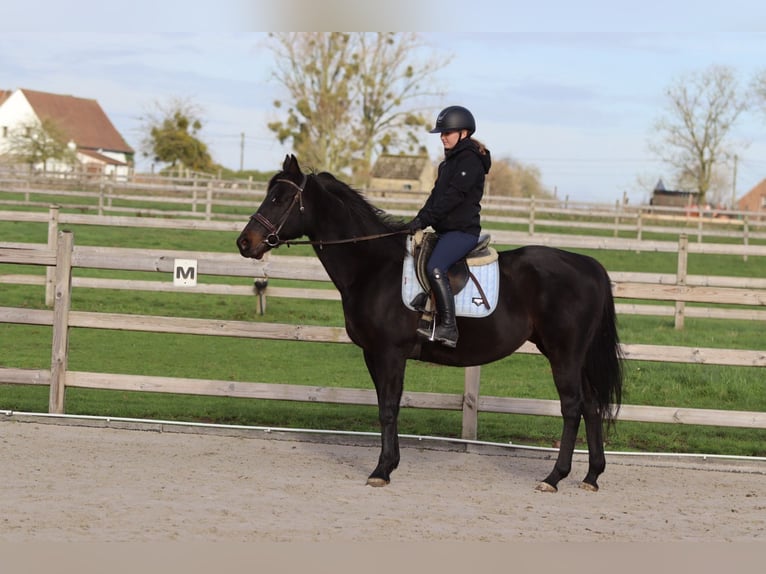 Cavallo sportivo irlandese Castrone 9 Anni 160 cm Morello in Bogaarden
