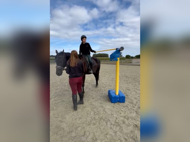 Cavallo sportivo irlandese Castrone 9 Anni 160 cm Morello in Bogaarden