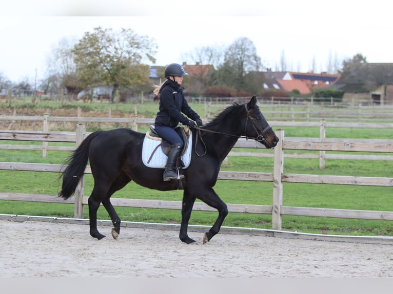 Cavallo sportivo irlandese Castrone 9 Anni 160 cm Morello in Bogaarden