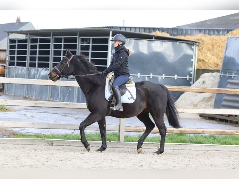Cavallo sportivo irlandese Castrone 9 Anni 160 cm Morello in Bogaarden