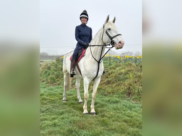 Cavallo sportivo irlandese Mix Castrone 9 Anni 163 cm Grigio in lowestoft