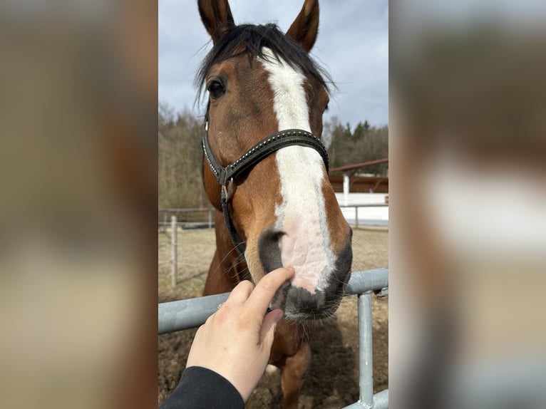 Cavallo sportivo irlandese Castrone 9 Anni 165 cm Baio in Kastenseeon