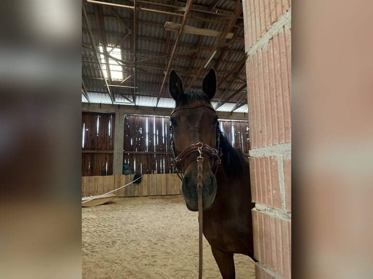 Cavallo sportivo irlandese Castrone 9 Anni 165 cm Baio in Wolfhagen