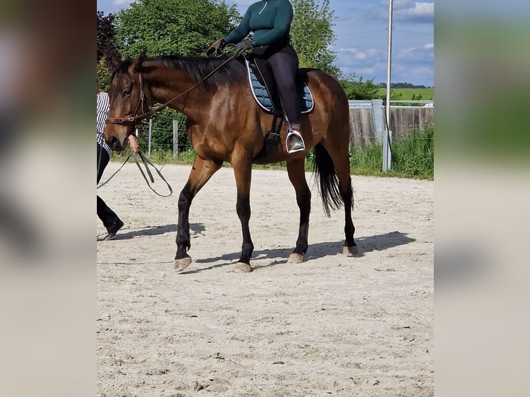 Cavallo sportivo irlandese Castrone 9 Anni 165 cm Baio in Wolfhagen