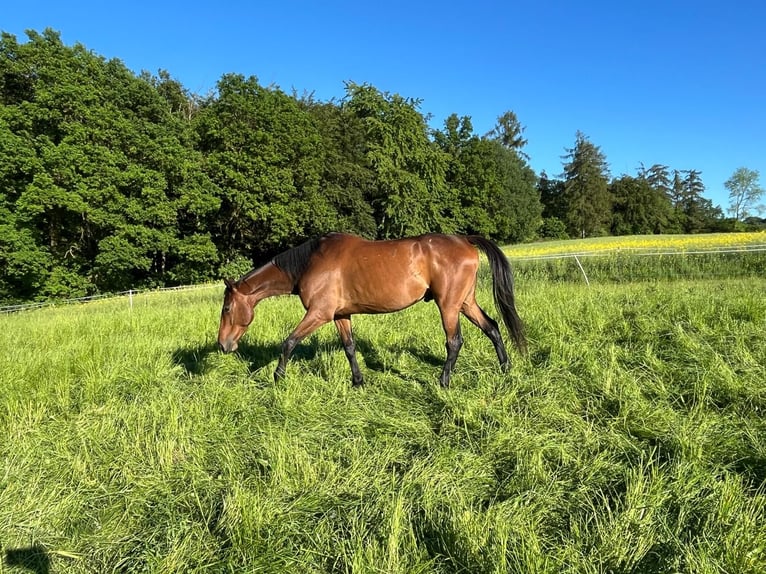 Cavallo sportivo irlandese Castrone 9 Anni 165 cm Baio in Wolfhagen