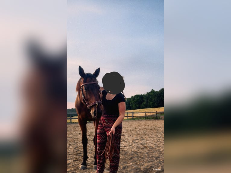 Cavallo sportivo irlandese Castrone 9 Anni 165 cm Baio in Wolfhagen