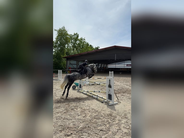 Cavallo sportivo irlandese Castrone 9 Anni 165 cm Grigio pezzato in Efringen-Kirchen