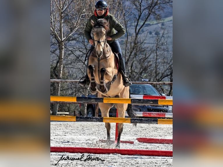 Cavallo sportivo irlandese Castrone 9 Anni 168 cm Falbo in Piñuécar, Madrid