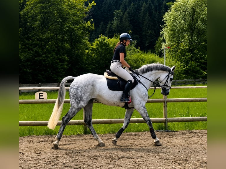 Cavallo sportivo irlandese Castrone 9 Anni 168 cm Grigio in Gummern