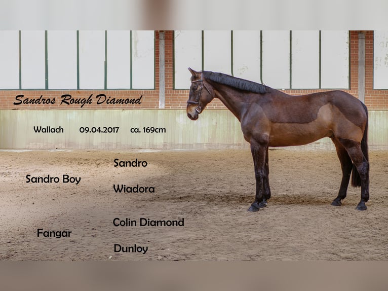 Cavallo sportivo irlandese Castrone 9 Anni 169 cm Baio in Ankum