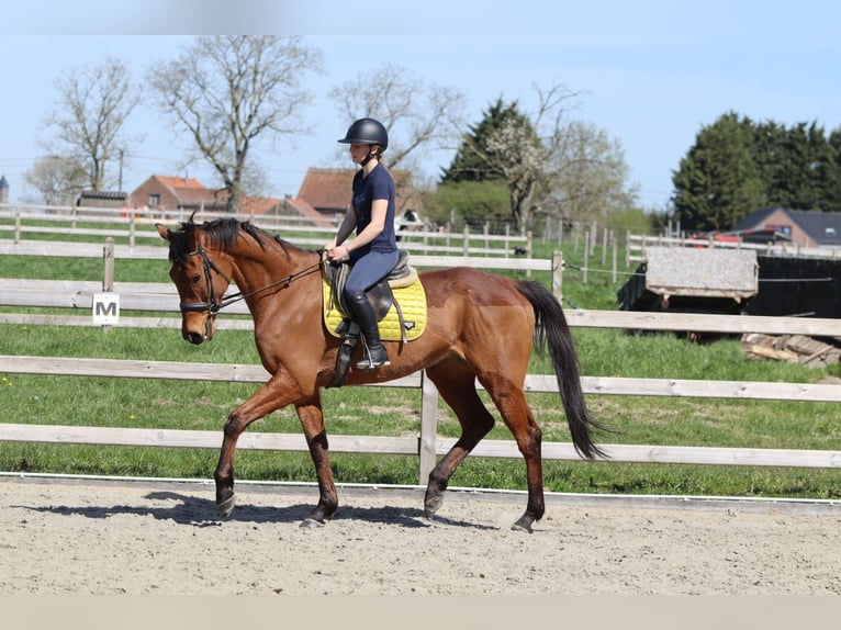 Cavallo sportivo irlandese Castrone 9 Anni 170 cm Baio in Heikruis