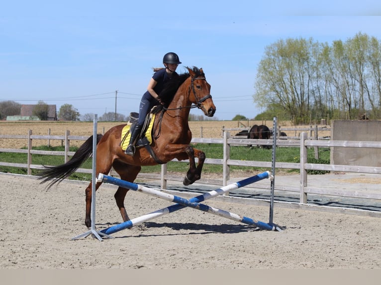 Cavallo sportivo irlandese Castrone 9 Anni 170 cm Baio in Heikruis