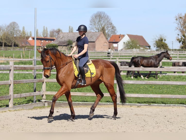 Cavallo sportivo irlandese Castrone 9 Anni 170 cm Baio in Heikruis