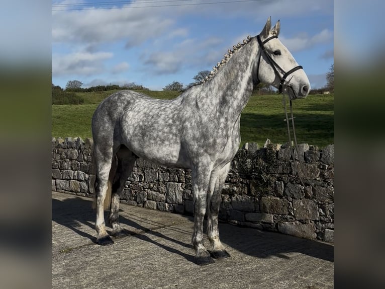 Cavallo sportivo irlandese Castrone 9 Anni 170 cm Grigio in Down