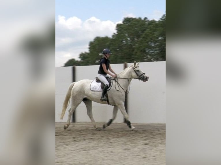 Cavallo sportivo irlandese Castrone 9 Anni 170 cm Grigio in Waddinxveen