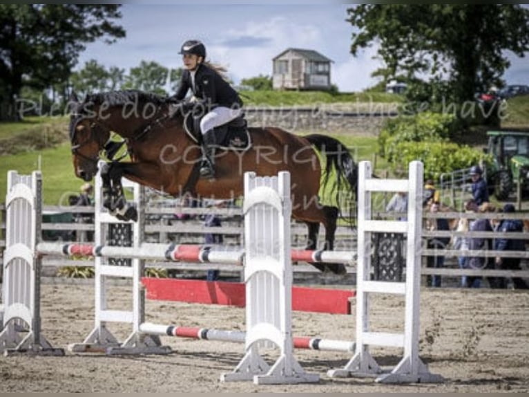 Cavallo sportivo irlandese Castrone 9 Anni 172 cm Baio ciliegia in Nowe Dąbie