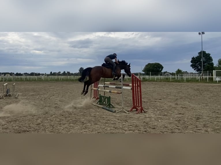 Cavallo sportivo irlandese Castrone 9 Anni 172 cm Baio ciliegia in Nowe Dąbie