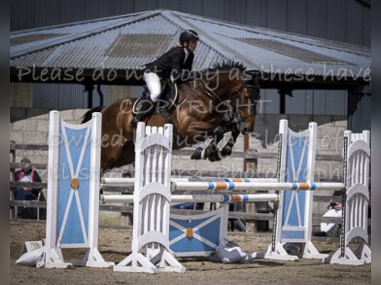 Cavallo sportivo irlandese Castrone 9 Anni 172 cm Baio ciliegia in Nowe Dąbie