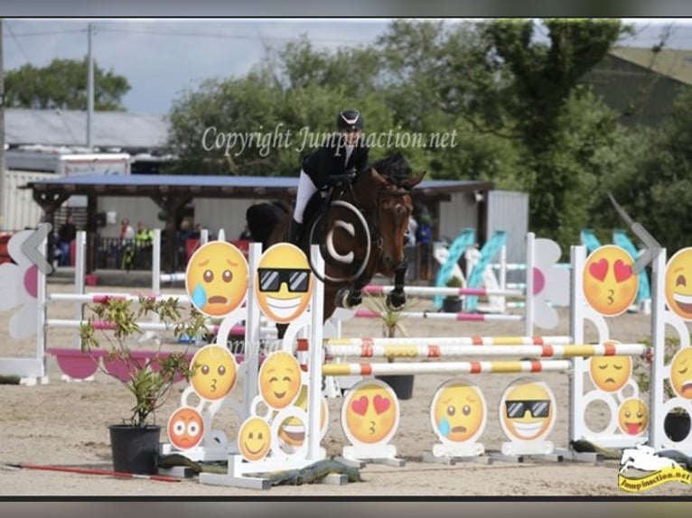 Cavallo sportivo irlandese Castrone 9 Anni 172 cm Baio ciliegia in Nowe Dąbie