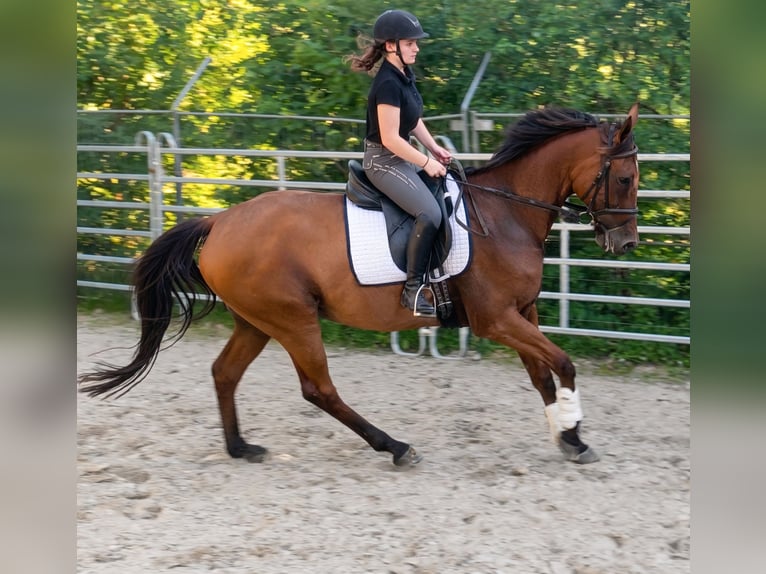 Cavallo sportivo irlandese Castrone 9 Anni 174 cm Baio in Blomberg