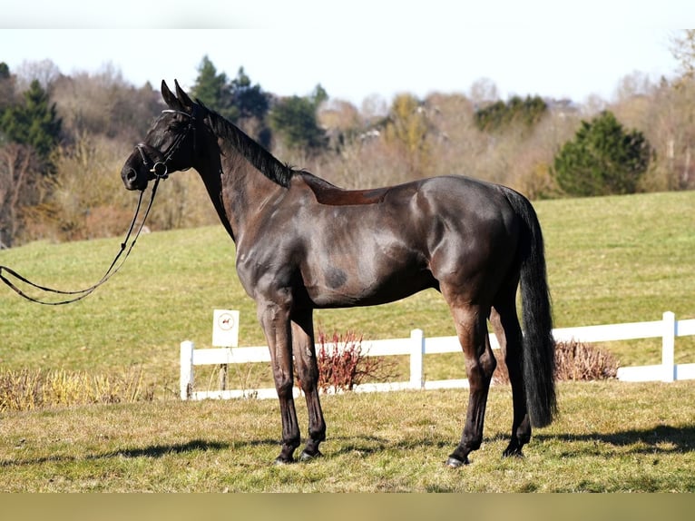 Cavallo sportivo irlandese Castrone 9 Anni Morello in Wächtersbach