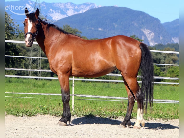 Cavallo sportivo irlandese Giumenta 10 Anni 142 cm Baio in Kirchbichl