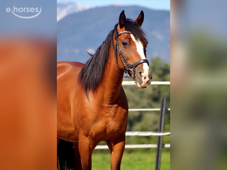 Cavallo sportivo irlandese Giumenta 10 Anni 142 cm Baio in Kirchbichl