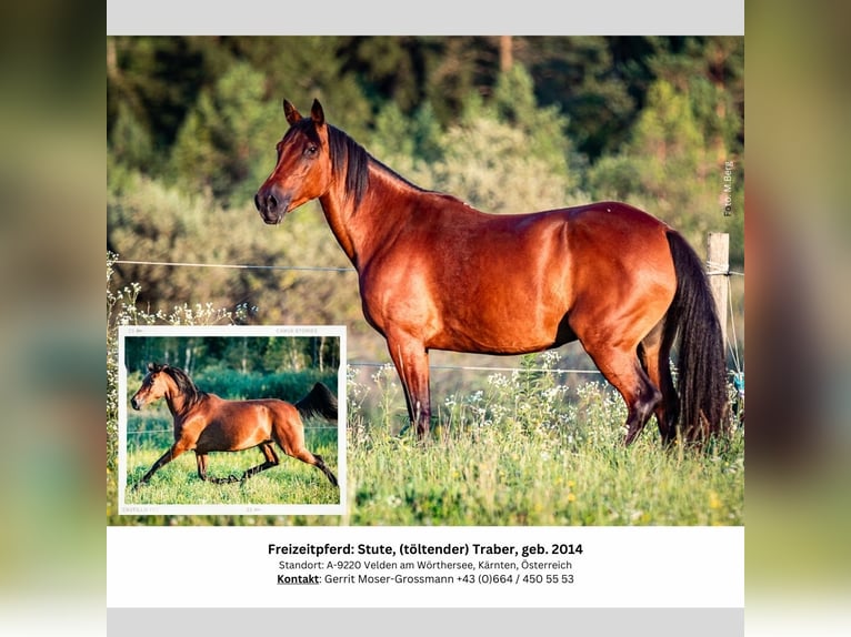 Cavallo sportivo irlandese Giumenta 10 Anni 153 cm Baio in Velden