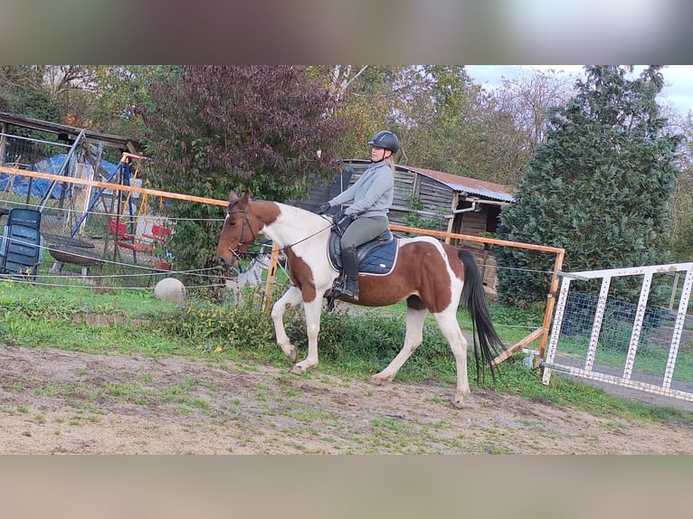 Cavallo sportivo irlandese Mix Giumenta 10 Anni 153 cm Pezzato in Weißenthurm