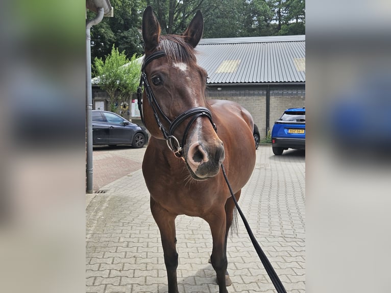 Cavallo sportivo irlandese Giumenta 10 Anni 156 cm Baio in Oldenzaal