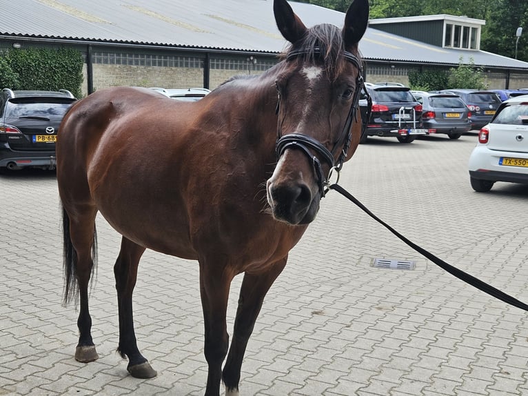 Cavallo sportivo irlandese Giumenta 10 Anni 156 cm Baio in Oldenzaal