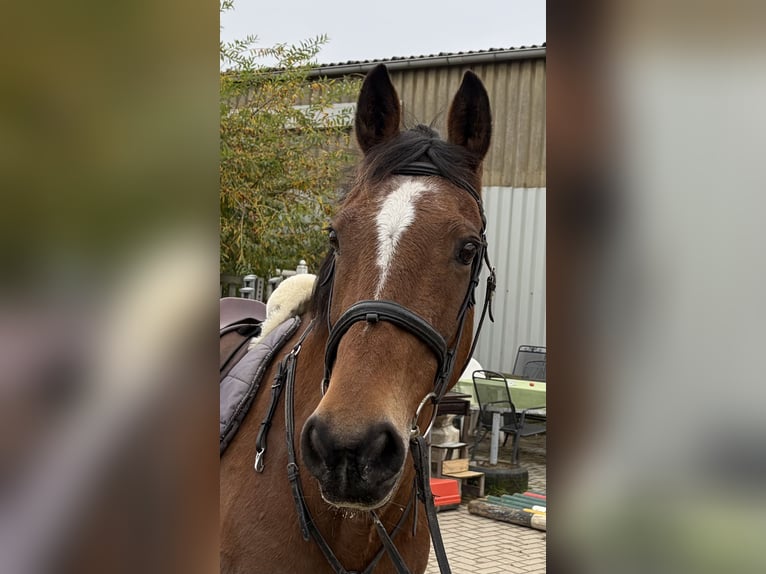 Cavallo sportivo irlandese Giumenta 10 Anni 160 cm Baio in Elze Esbeck