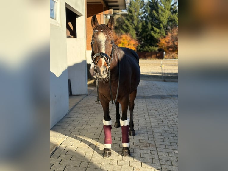 Cavallo sportivo irlandese Giumenta 10 Anni 160 cm Baio scuro in Gummern