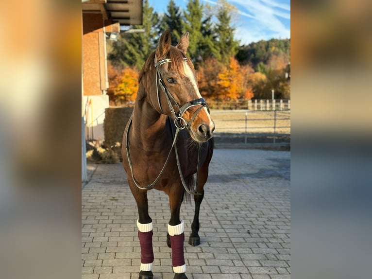 Cavallo sportivo irlandese Giumenta 10 Anni 160 cm Baio scuro in Gummern