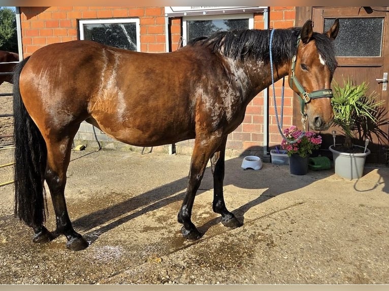 Cavallo sportivo irlandese Giumenta 10 Anni 161 cm Baio in Hamminkeln