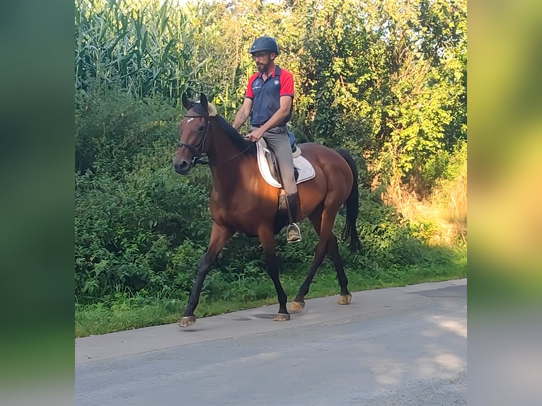 Cavallo sportivo irlandese Giumenta 10 Anni 161 cm Baio in Lage