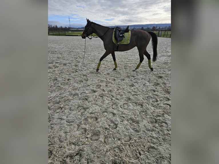 Cavallo sportivo irlandese Giumenta 10 Anni 162 cm Baio scuro in Bevern