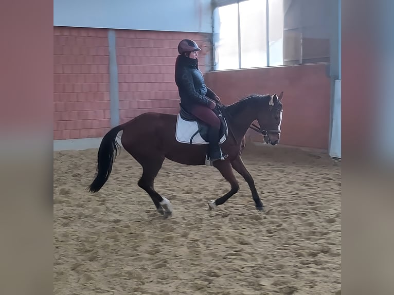 Cavallo sportivo irlandese Giumenta 10 Anni 163 cm Baio in Lage