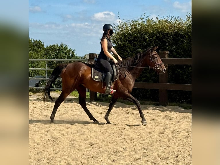 Cavallo sportivo irlandese Giumenta 10 Anni 163 cm Baio in Daleiden