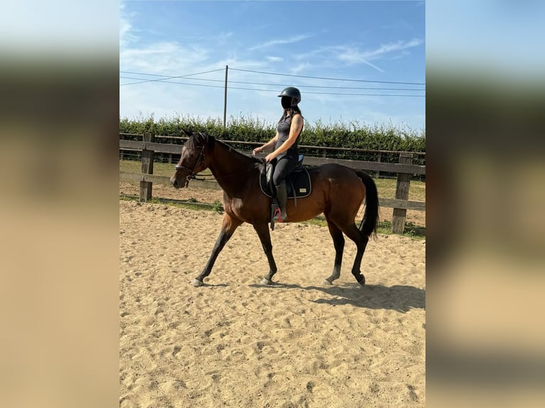 Cavallo sportivo irlandese Giumenta 10 Anni 163 cm Baio in Daleiden