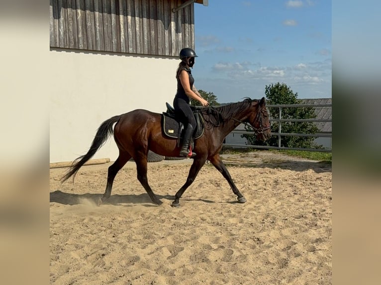 Cavallo sportivo irlandese Giumenta 10 Anni 163 cm Baio in Daleiden