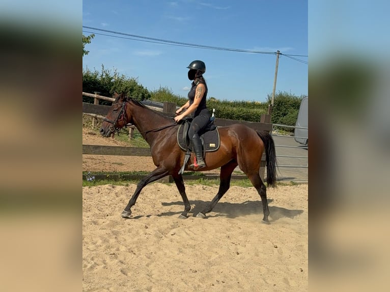 Cavallo sportivo irlandese Giumenta 10 Anni 163 cm Baio in Daleiden