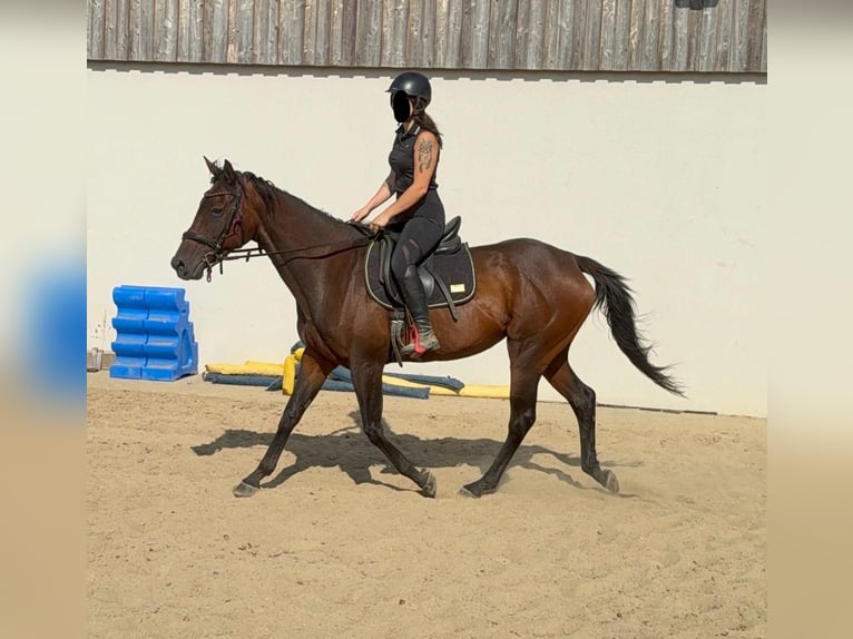 Cavallo sportivo irlandese Giumenta 10 Anni 163 cm Baio in Daleiden