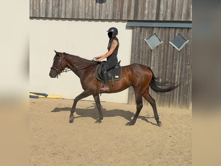 Cavallo sportivo irlandese Giumenta 10 Anni 163 cm Baio in Daleiden