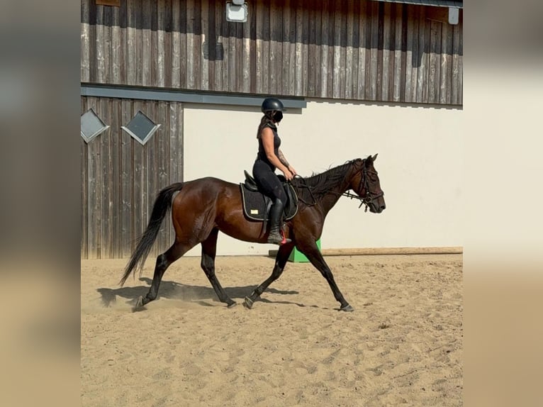 Cavallo sportivo irlandese Giumenta 10 Anni 163 cm Baio in Daleiden