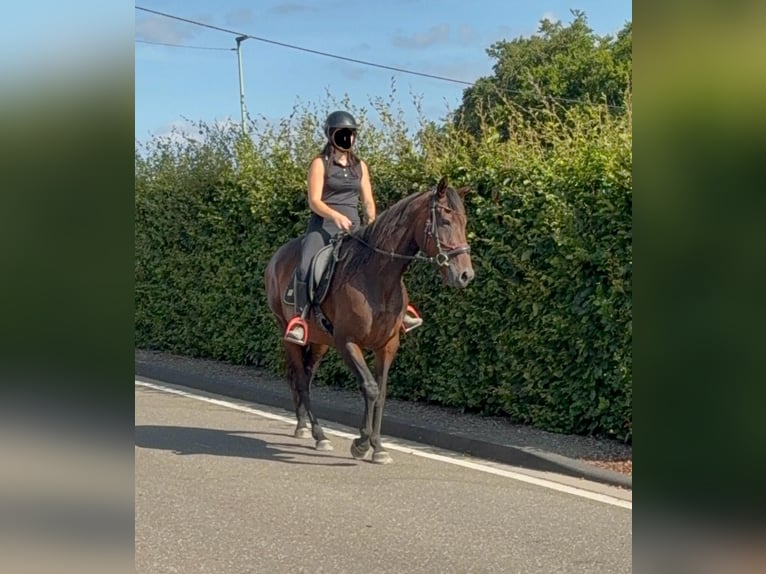 Cavallo sportivo irlandese Giumenta 10 Anni 163 cm Baio in Daleiden