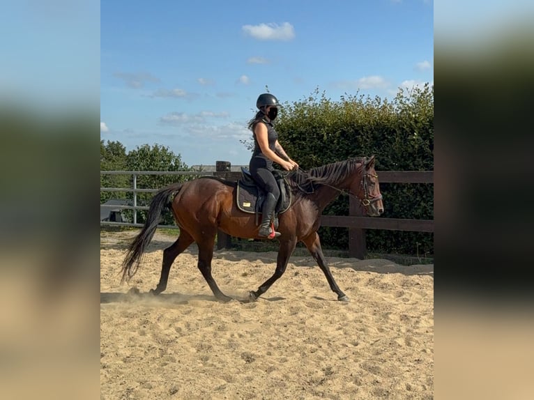 Cavallo sportivo irlandese Giumenta 10 Anni 163 cm Baio in Daleiden