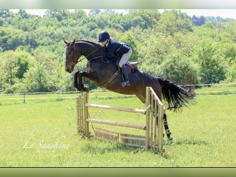 Cavallo sportivo irlandese Giumenta 10 Anni 163 cm Baio ciliegia in Auch