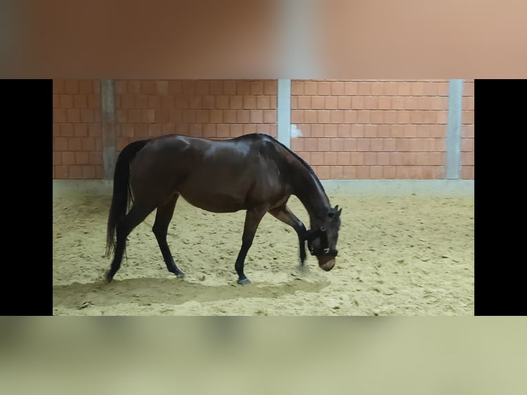 Cavallo sportivo irlandese Giumenta 10 Anni 164 cm Baio in Lage