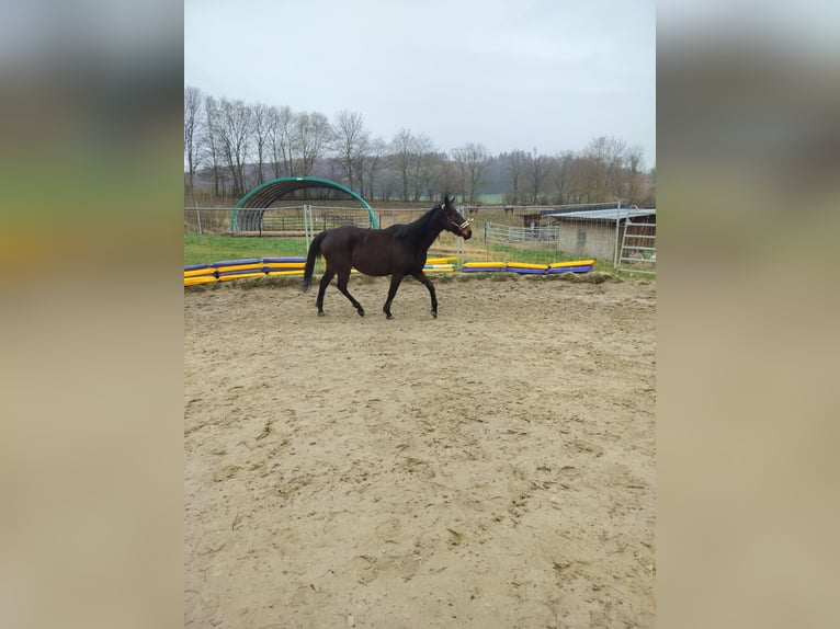 Cavallo sportivo irlandese Giumenta 10 Anni 164 cm Baio scuro in Olsberg